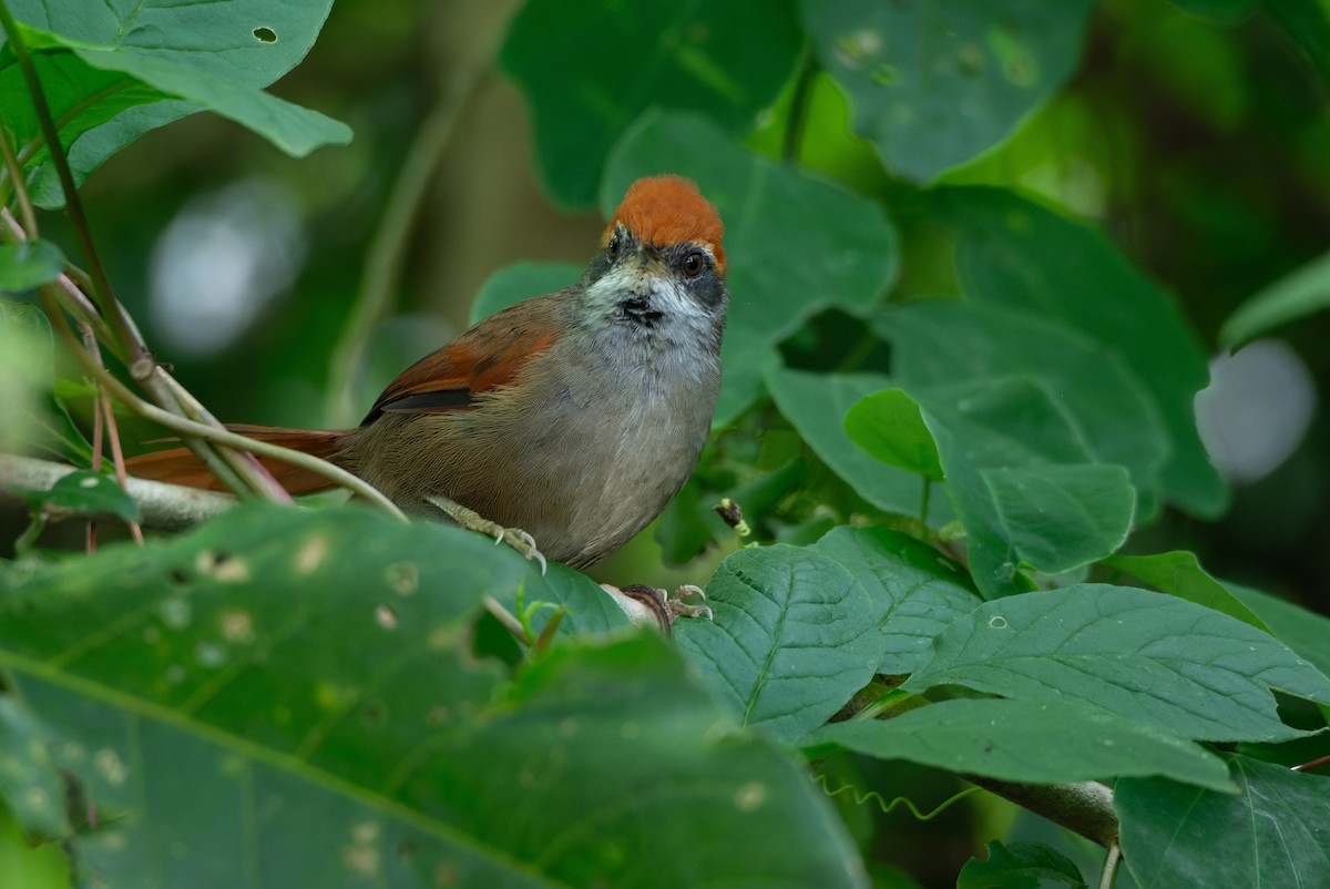 Rufous-capped Spinetail - ML616953205