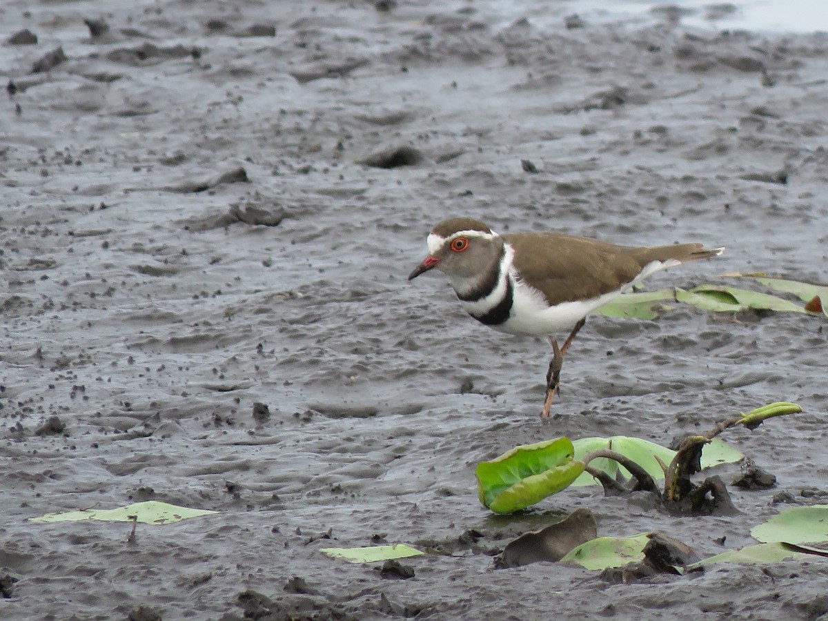 Three-banded Plover - ML616953218