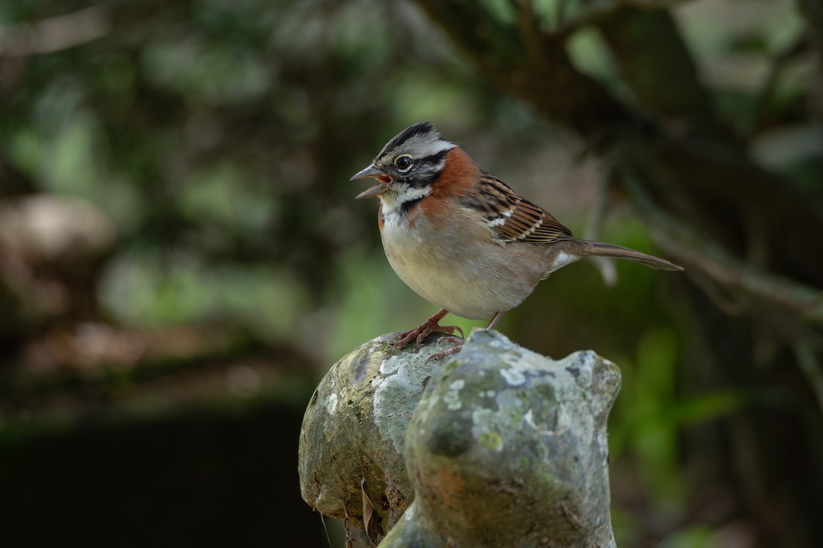 Rufous-collared Sparrow - ML616953232