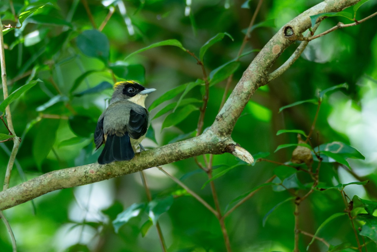 Black-goggled Tanager - ML616953293