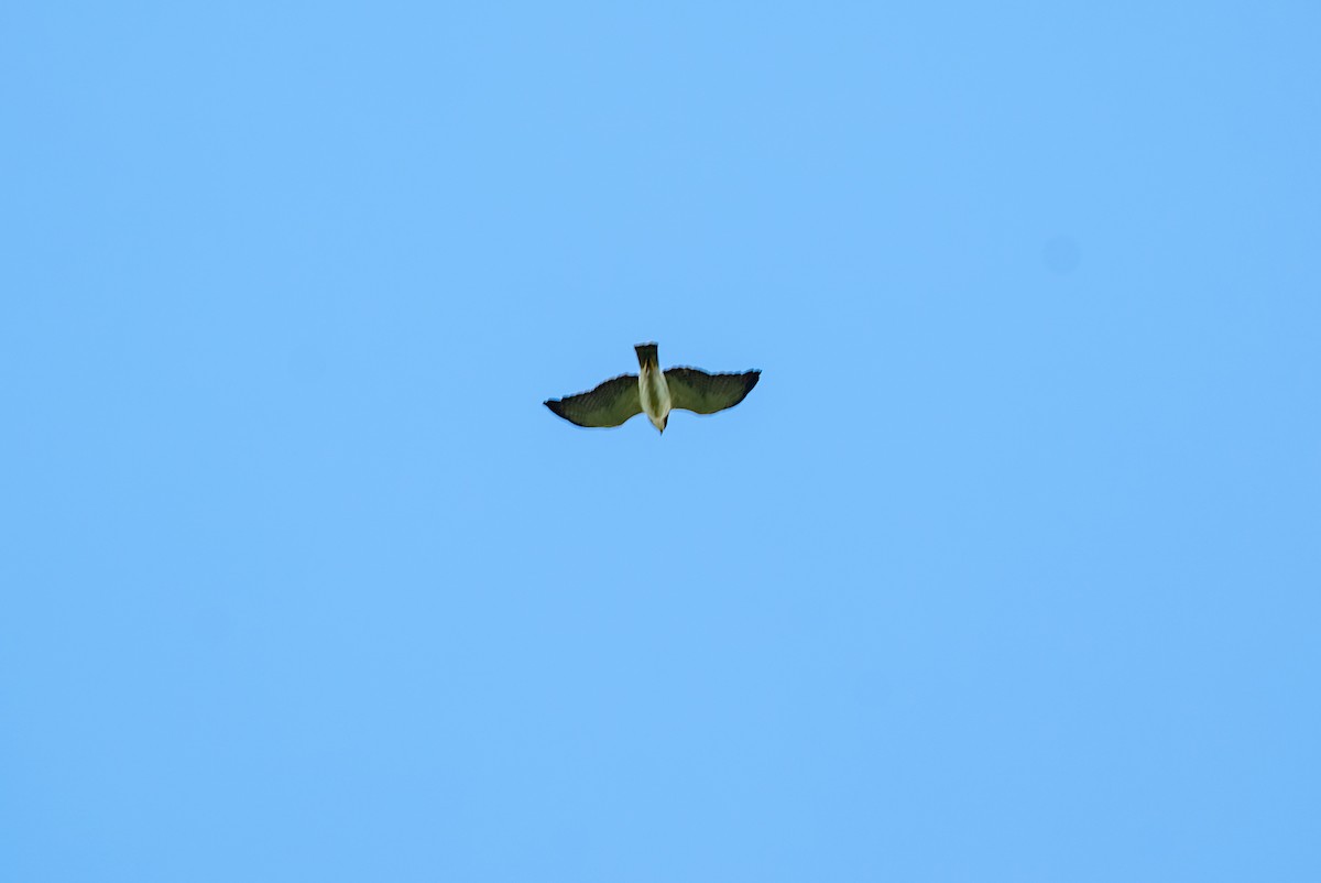 Short-tailed Hawk - LUCIANO BERNARDES