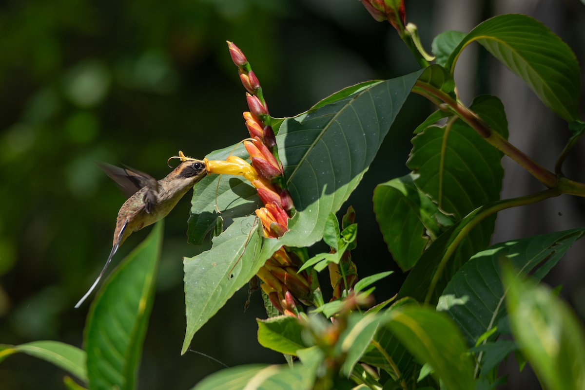 Scale-throated Hermit - ML616953320