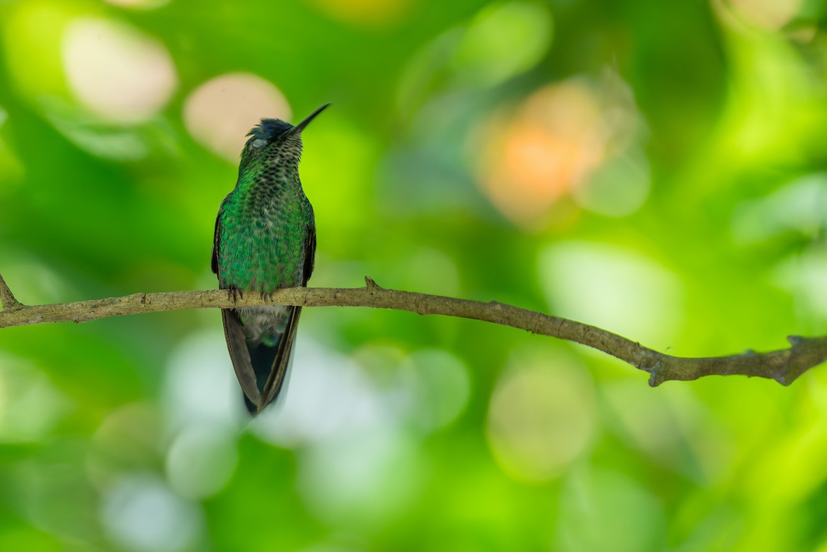 kolibřík fialovotemenný - ML616953344