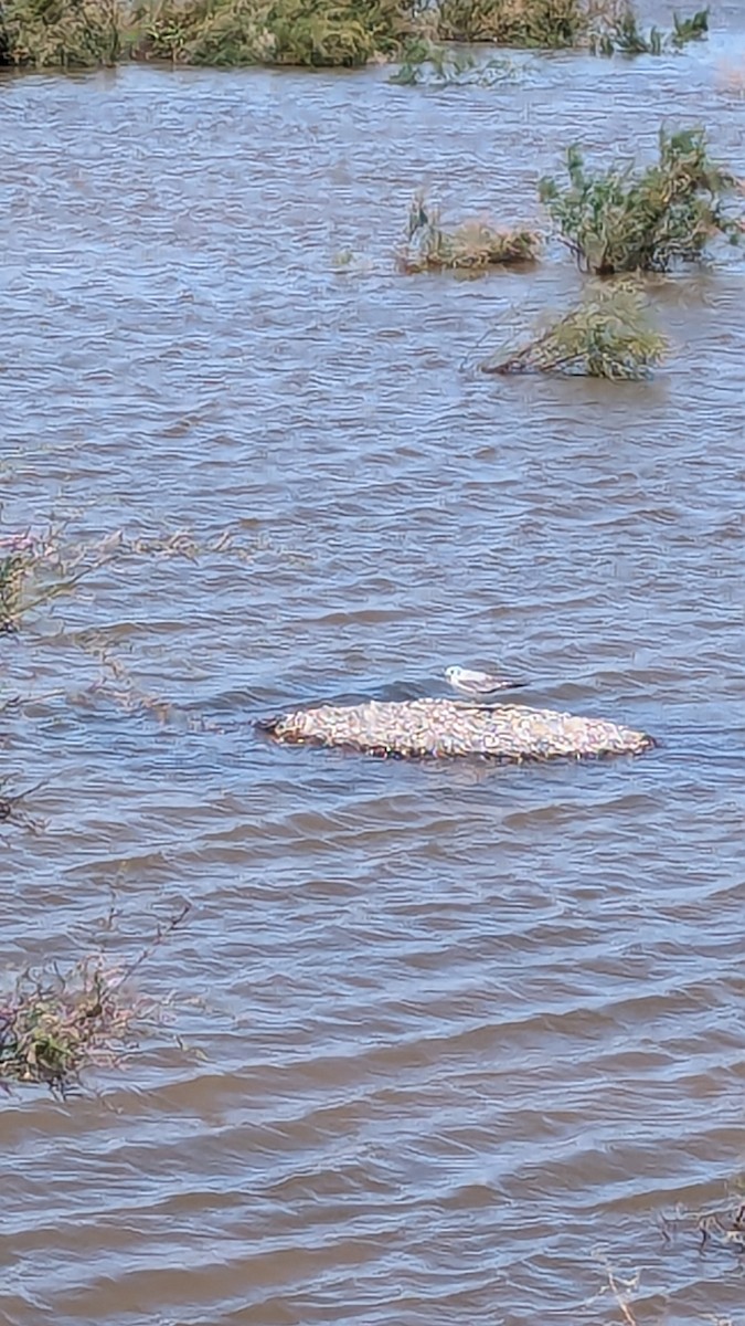 eBird Checklist 5 Apr 2024 Higley and Ocotillo Rds. ponds 36 species