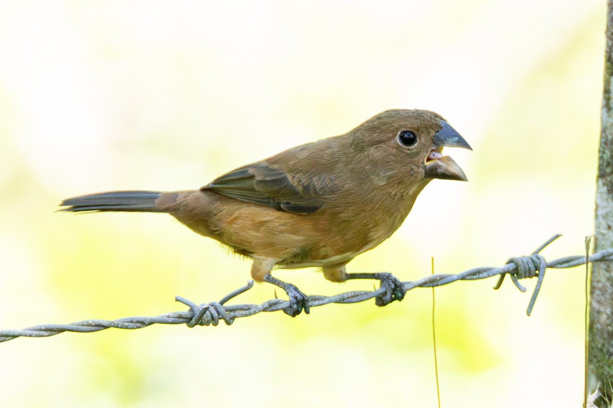 Thick-billed Seed-Finch - ML616953408