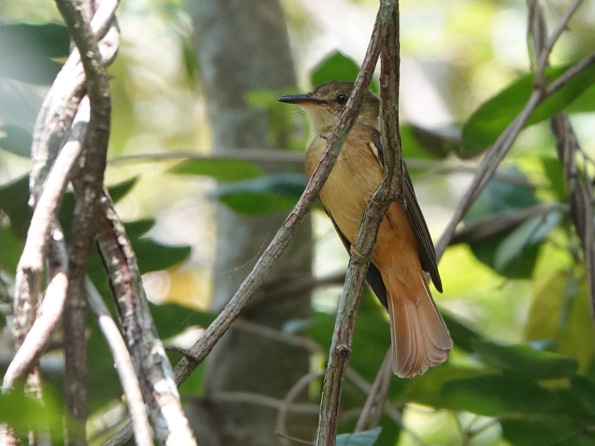 Tropical Royal Flycatcher (Northern) - ML616953428