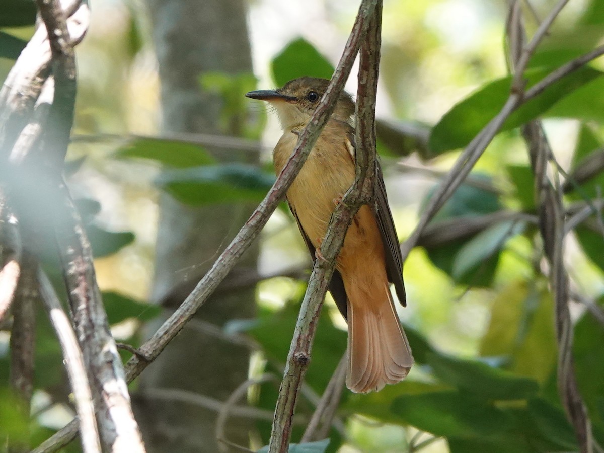 Tropical Royal Flycatcher (Northern) - ML616953429