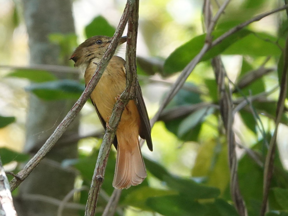 Tropical Royal Flycatcher (Northern) - ML616953430