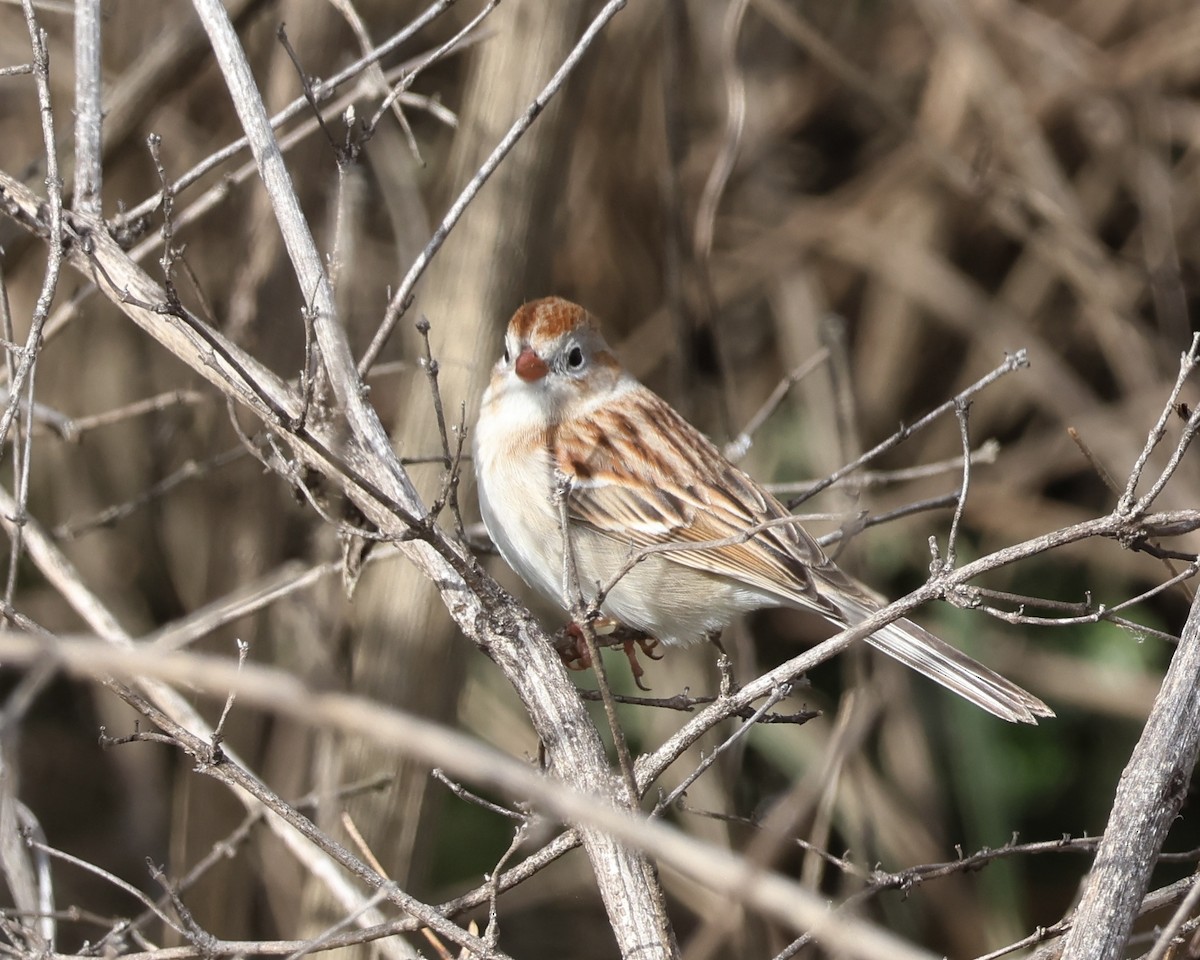 Field Sparrow - ML616953457