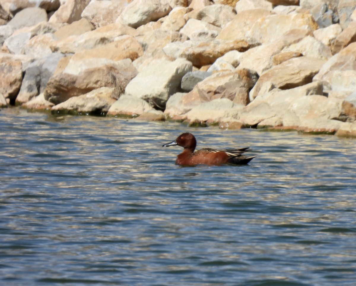 Cinnamon Teal - Spatula cyanoptera - Media Search - Macaulay Library ...
