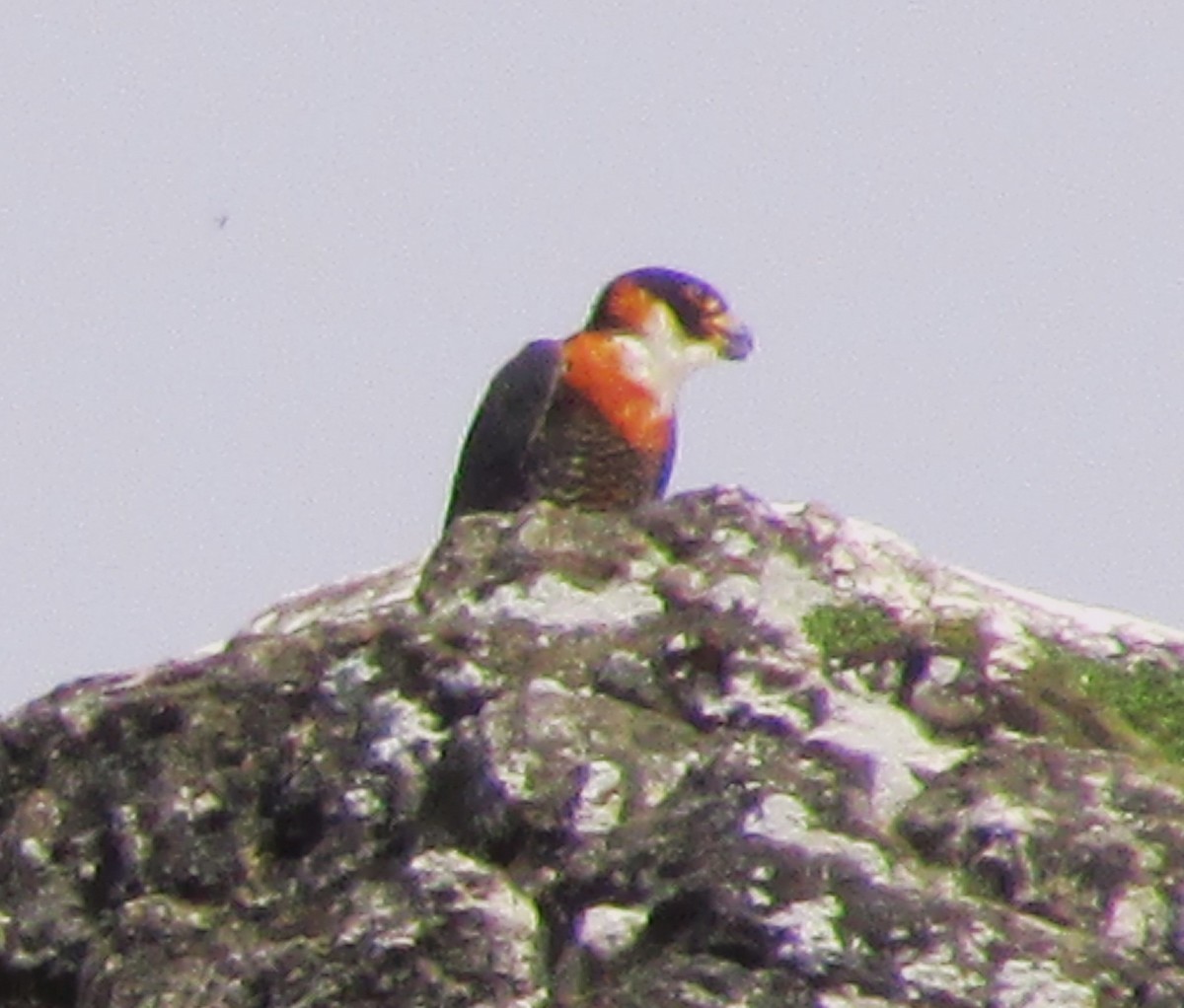 Orange-breasted Falcon - ML616953599