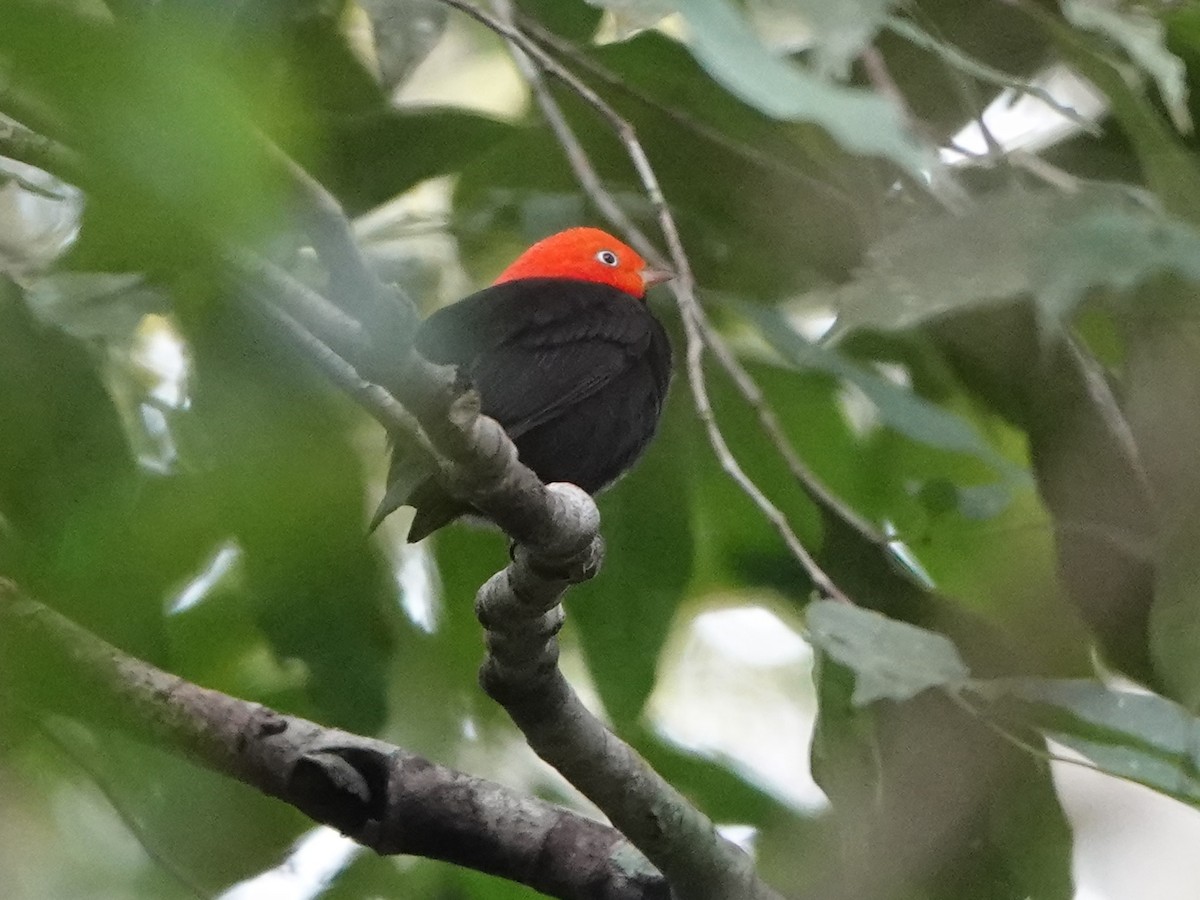 Red-capped Manakin - ML616953620