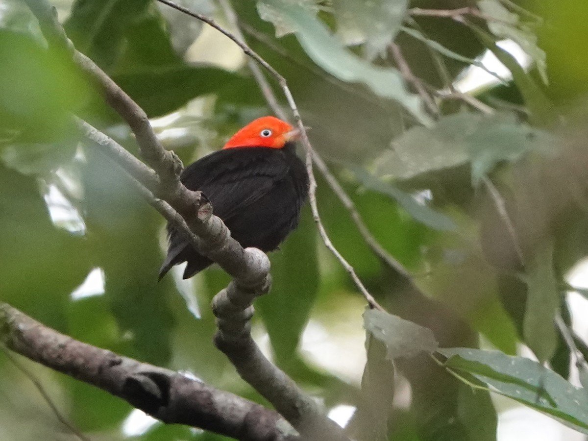 Red-capped Manakin - ML616953621