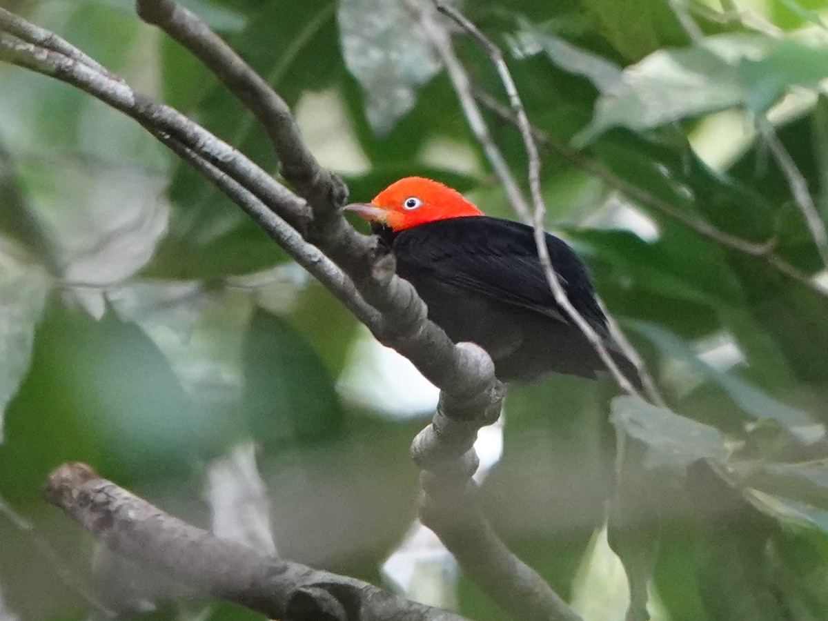 Red-capped Manakin - ML616953622