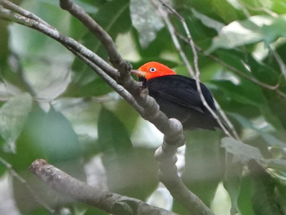 Red-capped Manakin - ML616953623