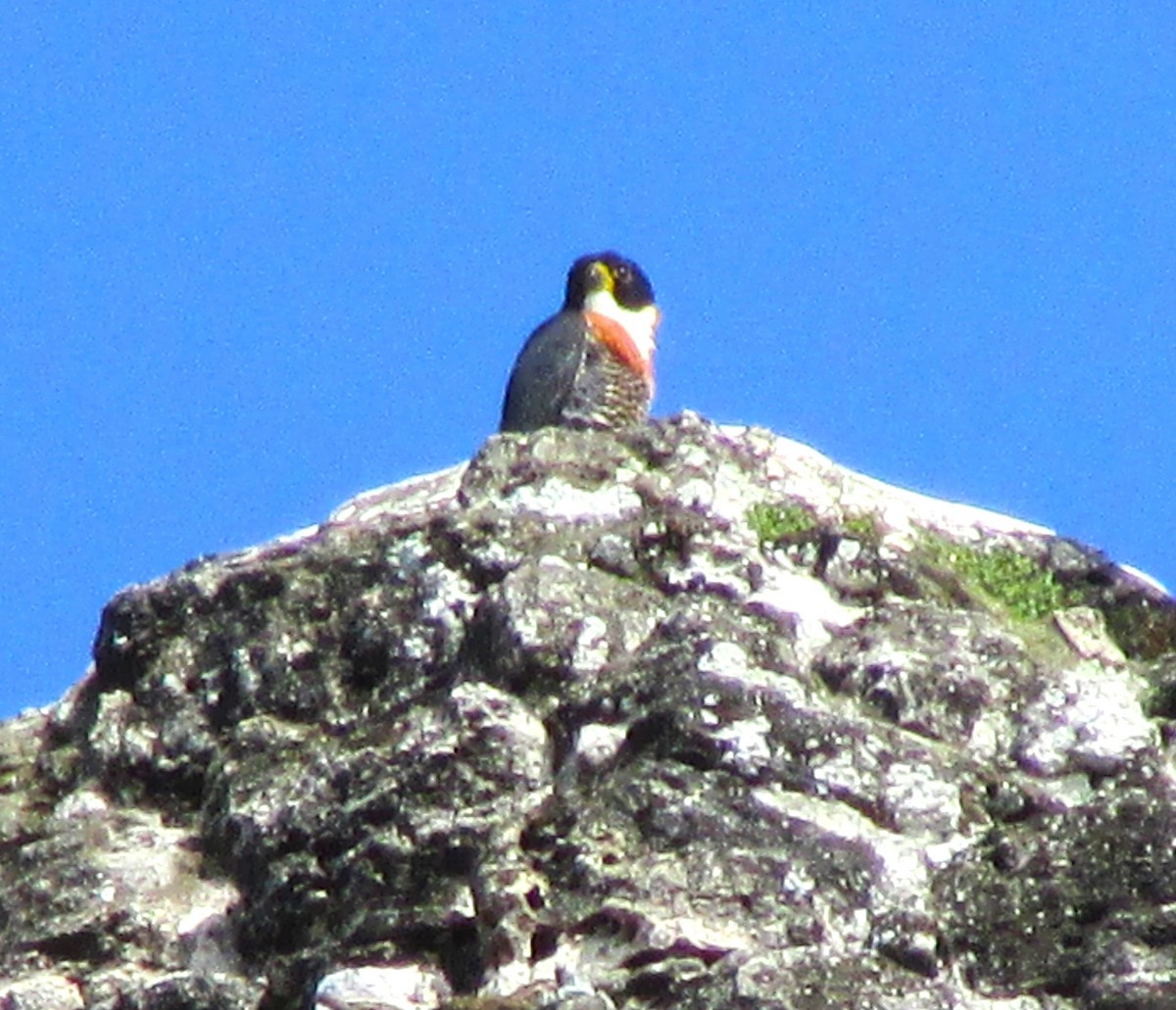 Orange-breasted Falcon - Sandy Winkler