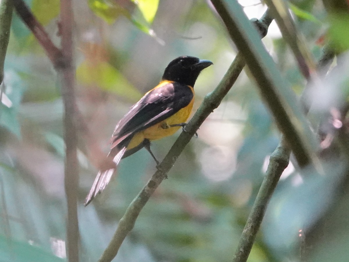 Black-throated Shrike-Tanager - ML616953641