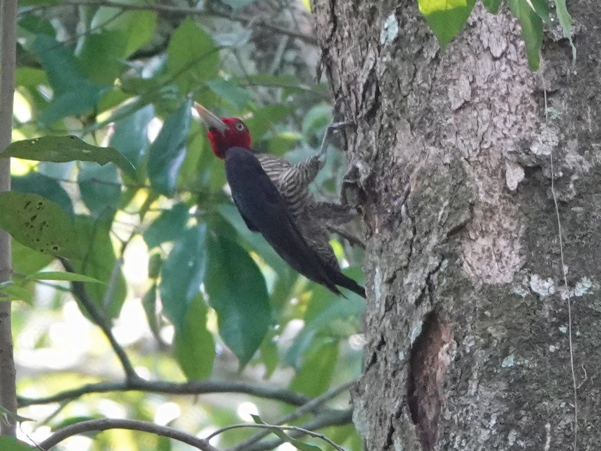 Pale-billed Woodpecker - ML616953657
