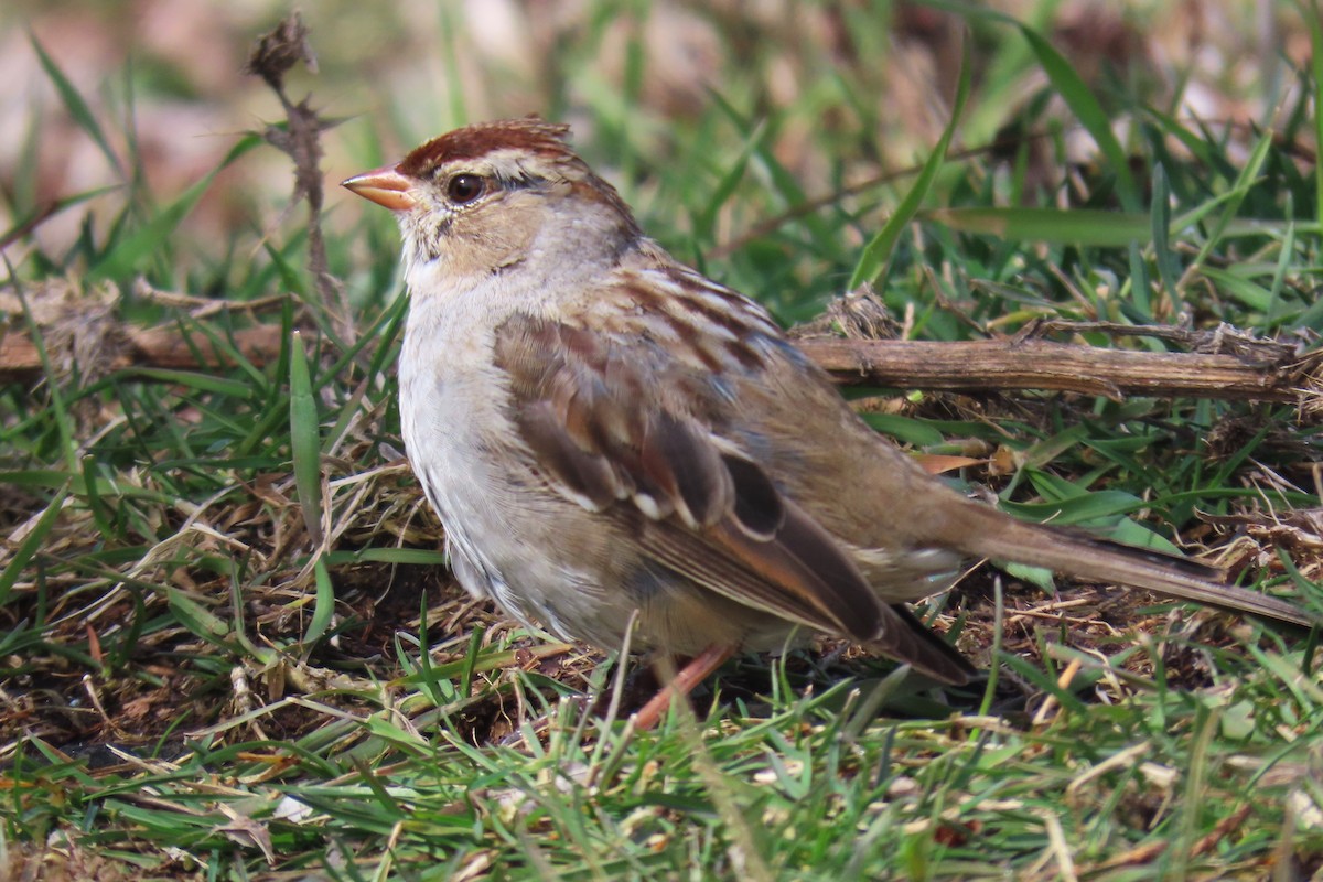 White-crowned Sparrow - ML616953692
