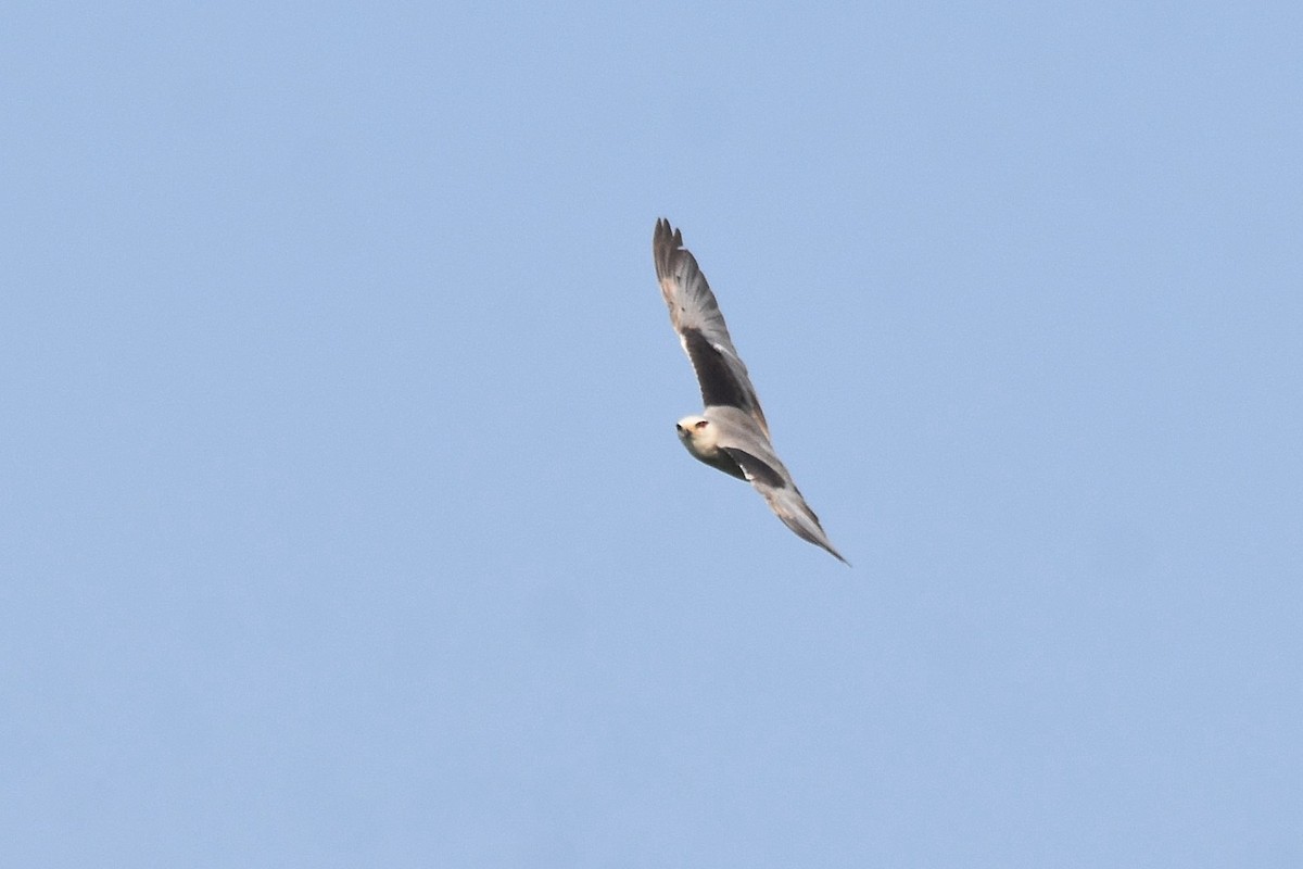 Black-winged Kite - ML616953827