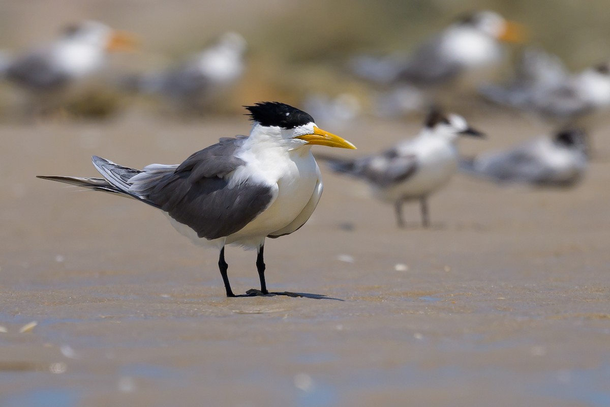 Great Crested Tern - ML616953877