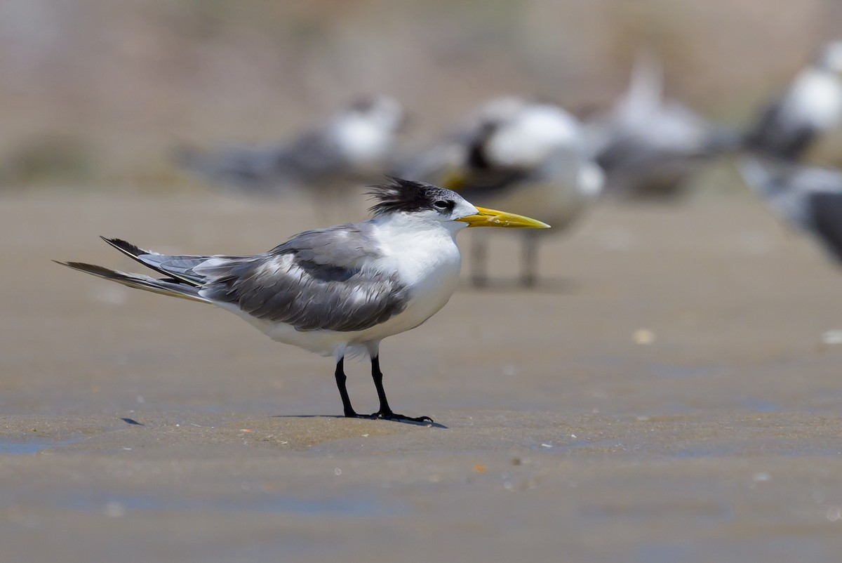 Great Crested Tern - ML616953934