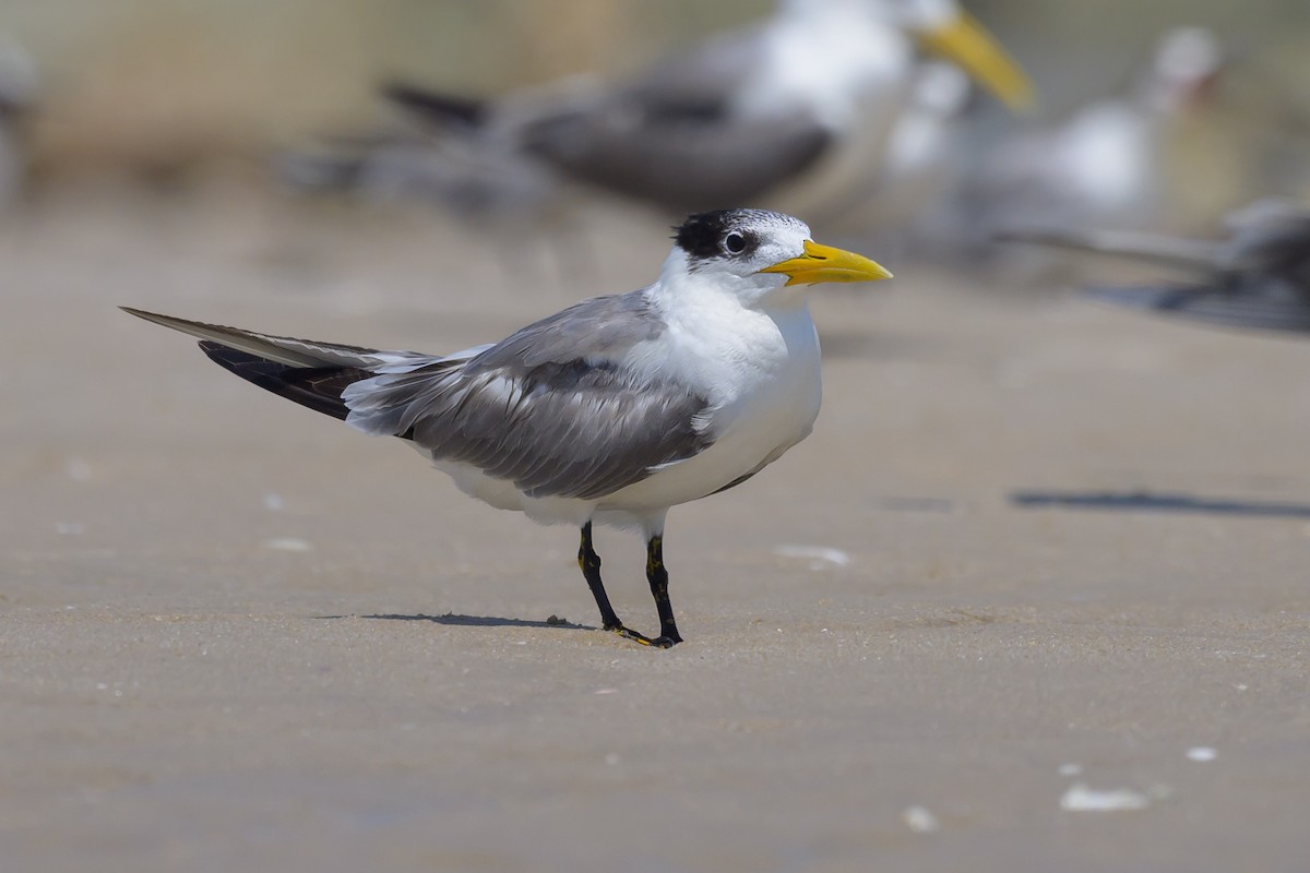 Great Crested Tern - ML616953942