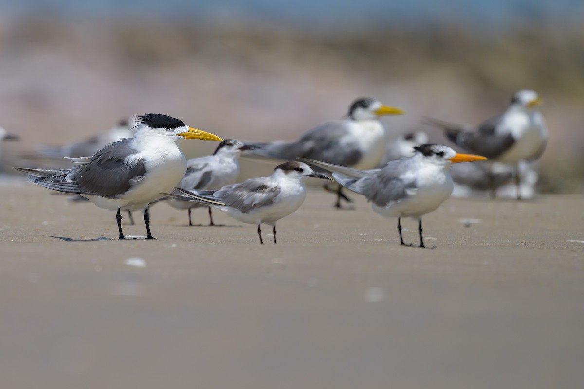Great Crested Tern - ML616953964