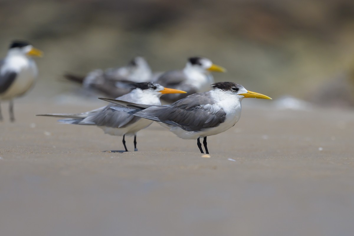 Great Crested Tern - ML616953966