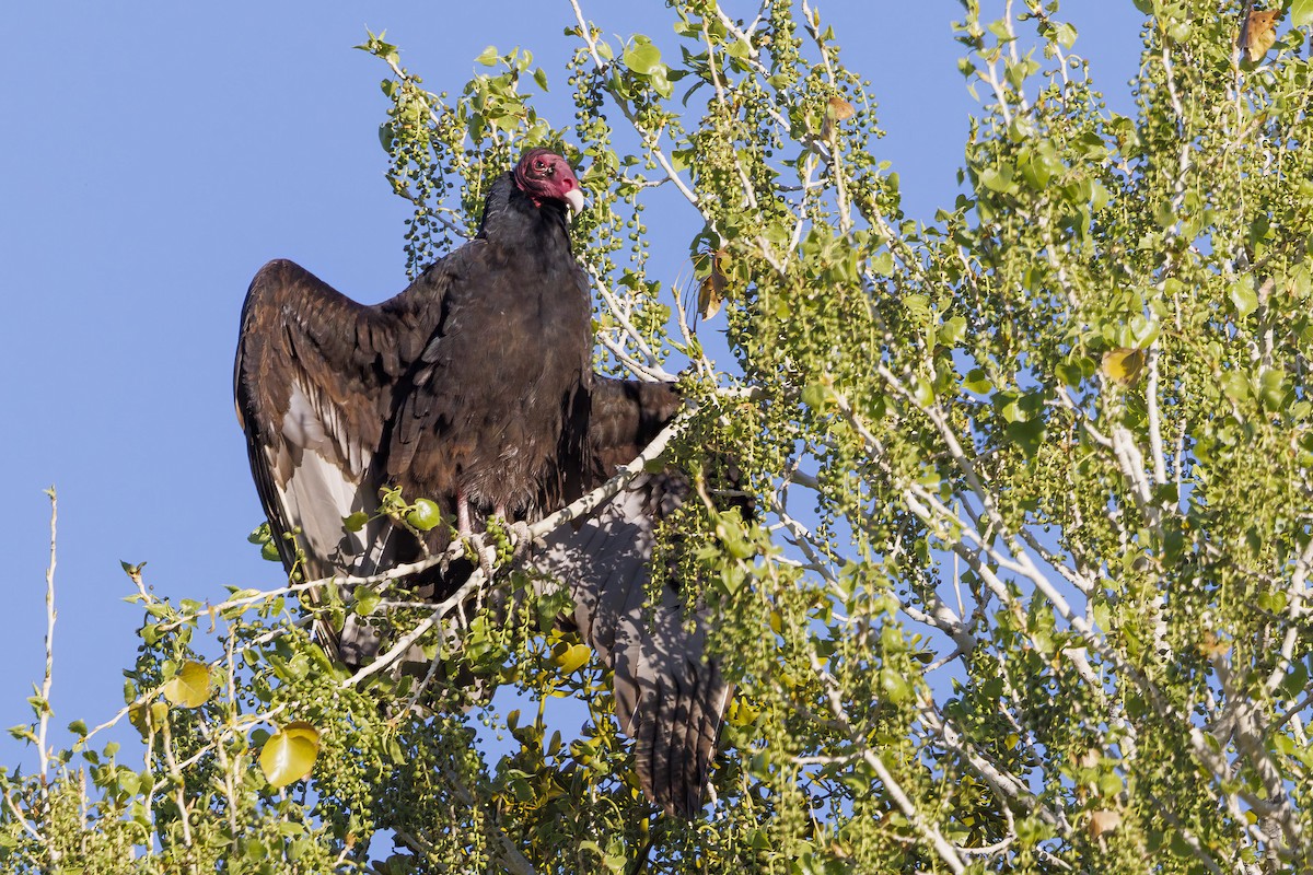 Turkey Vulture - ML616954079