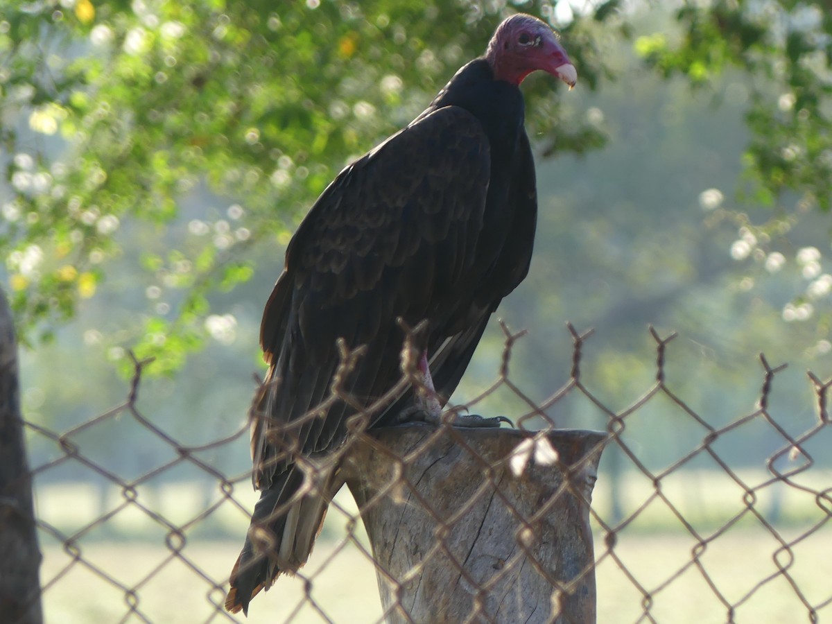 Turkey Vulture - ML616954134