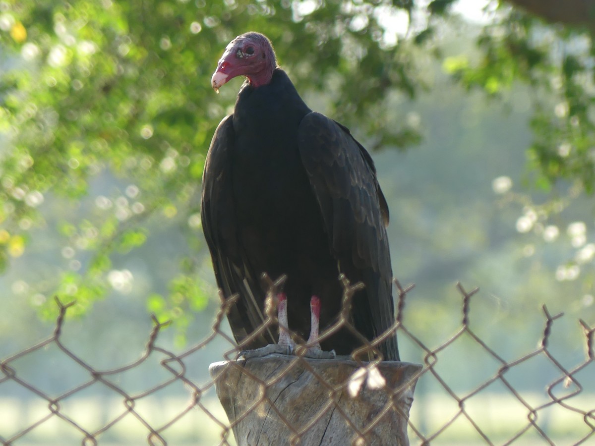 Turkey Vulture - ML616954160