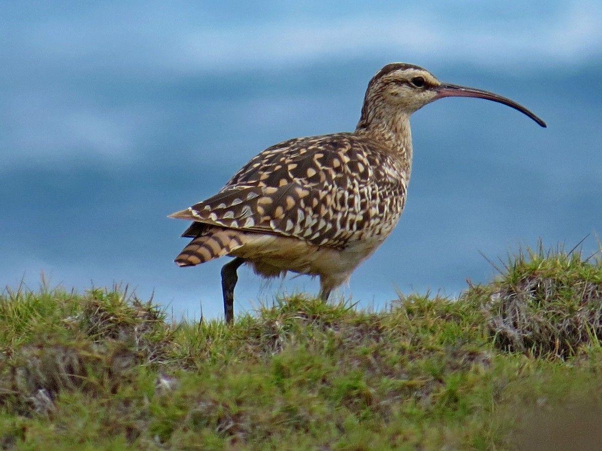 Bristle-thighed Curlew - ML616954388