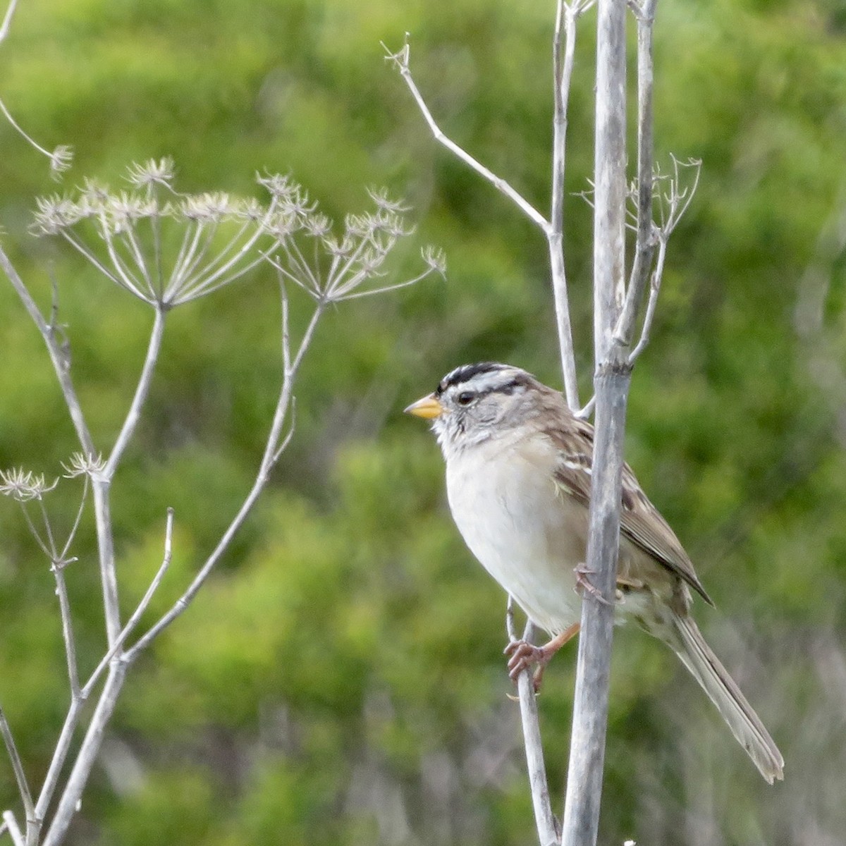 White-crowned Sparrow - ML616954399