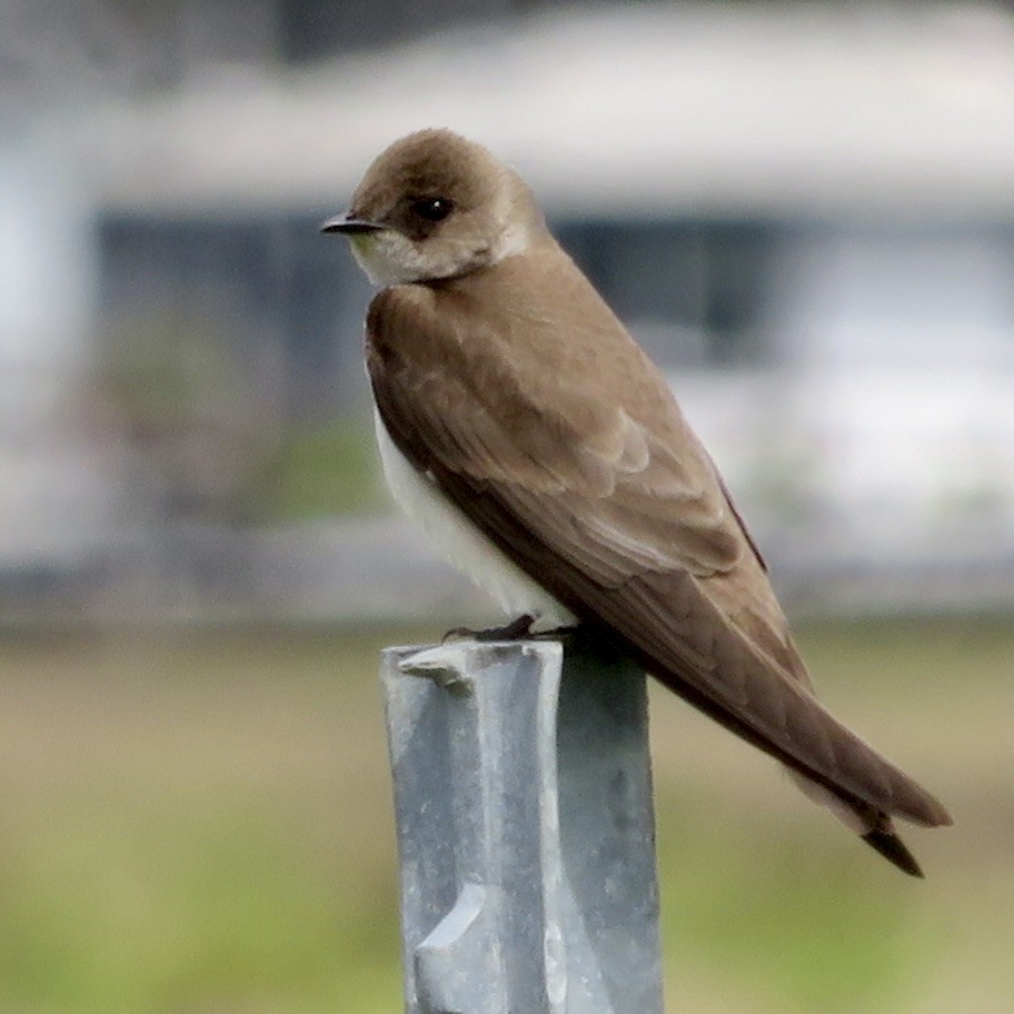 Northern Rough-winged Swallow - ML616954408
