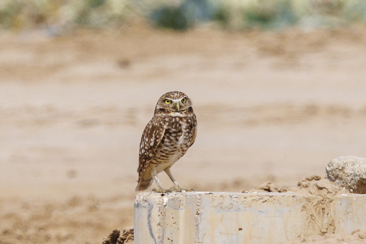 Burrowing Owl - ML616954418