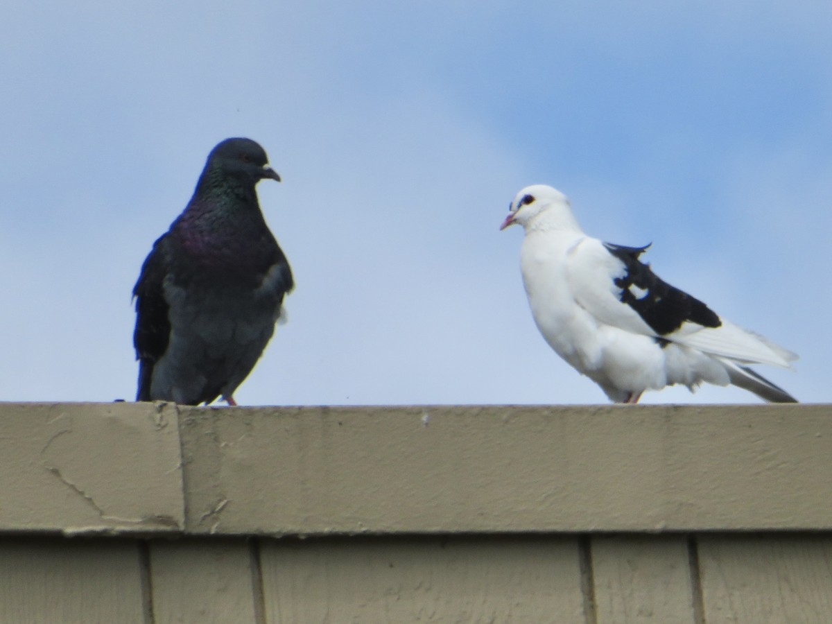 Rock Pigeon (Feral Pigeon) - ML616954568