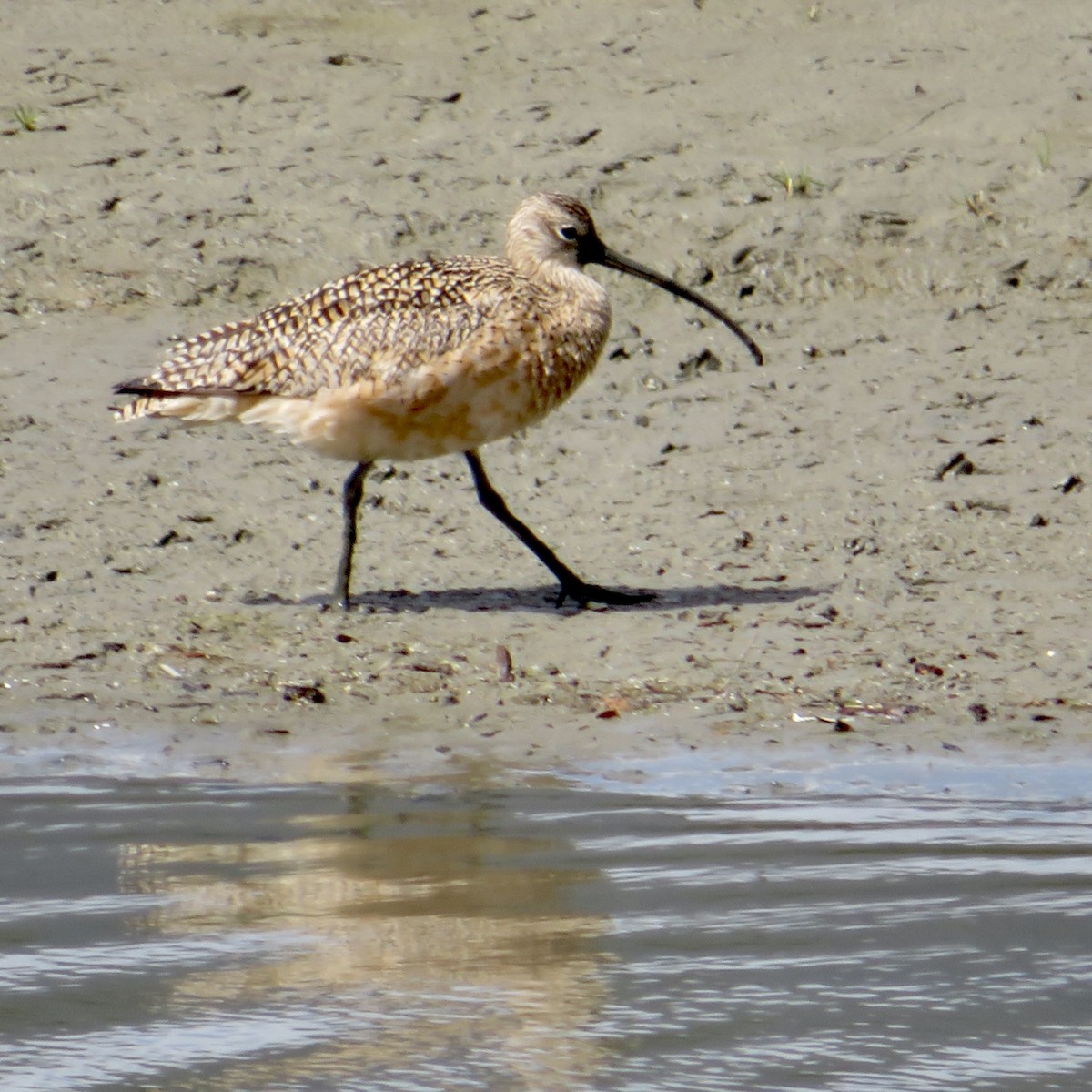 Long-billed Curlew - ML616954577