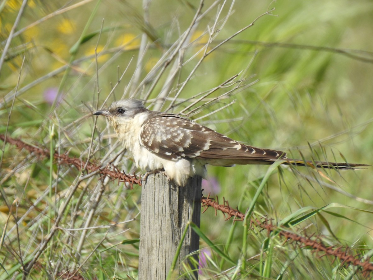 Great Spotted Cuckoo - ML616954626
