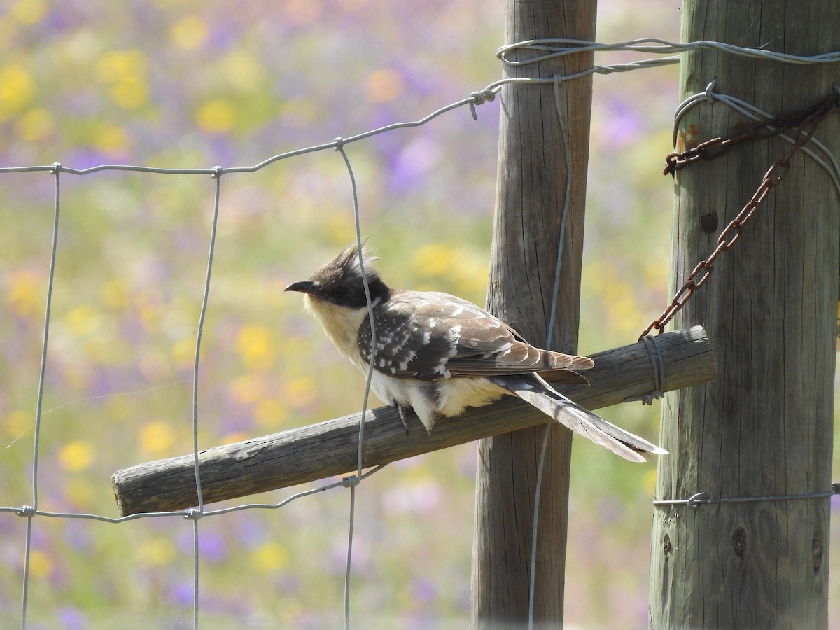 Great Spotted Cuckoo - ML616954627