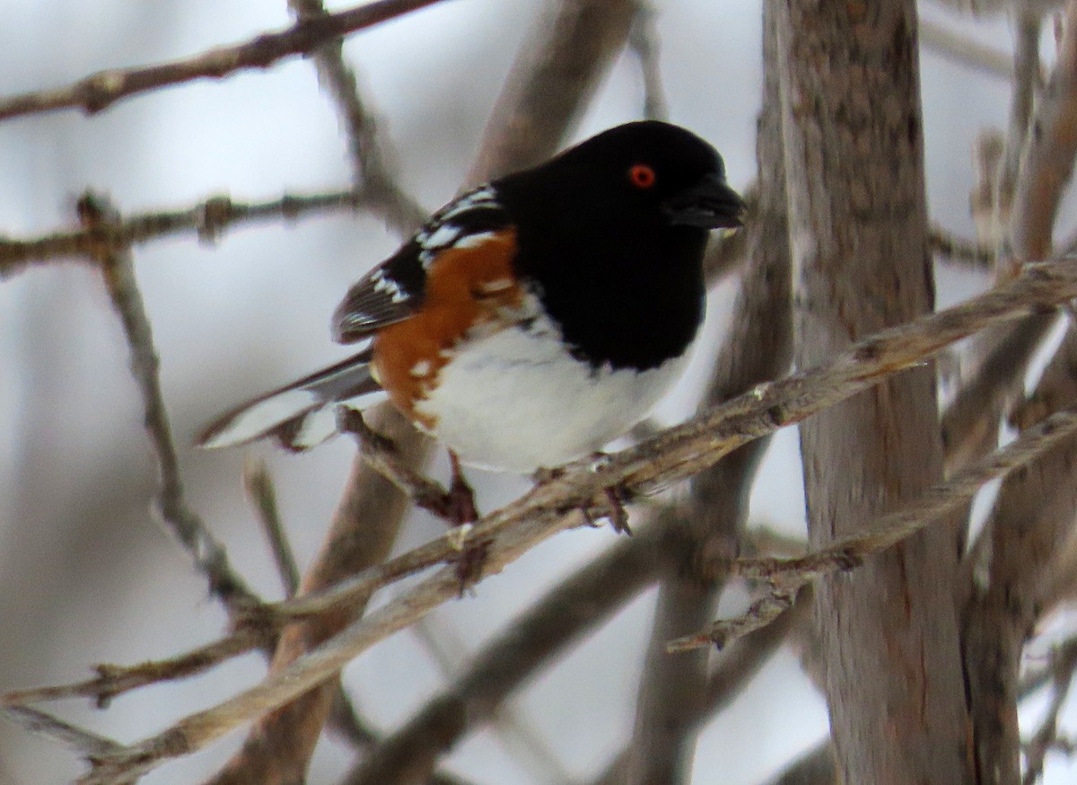 Spotted Towhee - ML616954652