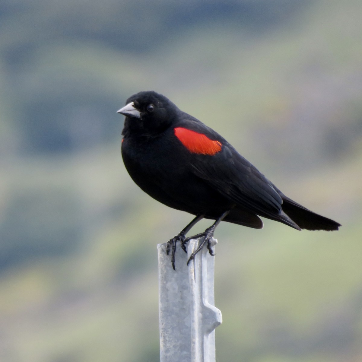 Red-winged Blackbird - ML616954680