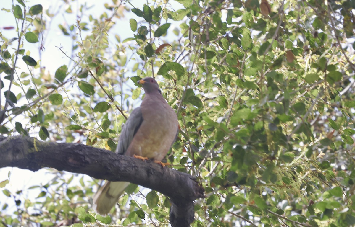 Band-tailed Pigeon - ML616954694