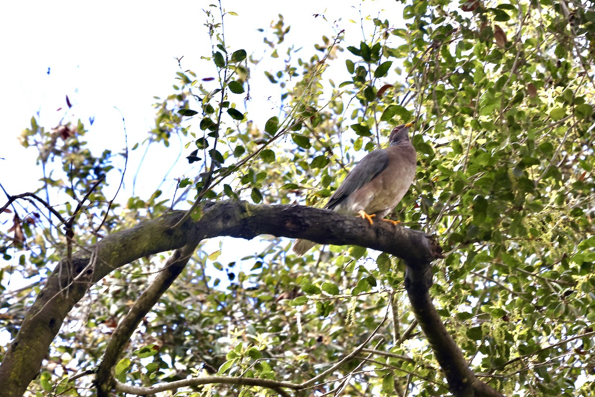 Band-tailed Pigeon - ML616954695