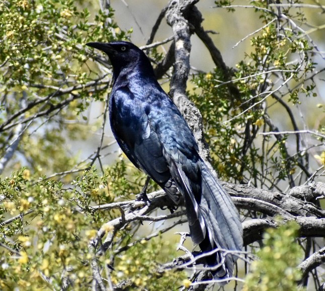 Great-tailed Grackle - ML616954967