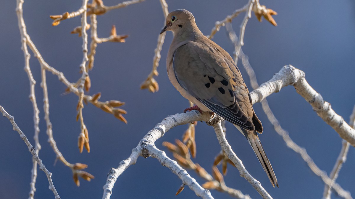Mourning Dove - Michael McGovern