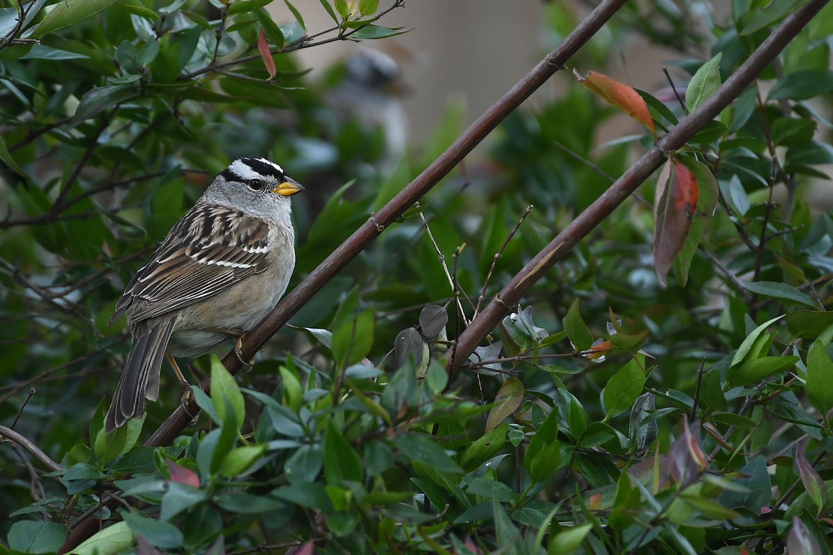 White-crowned Sparrow - ML616955028