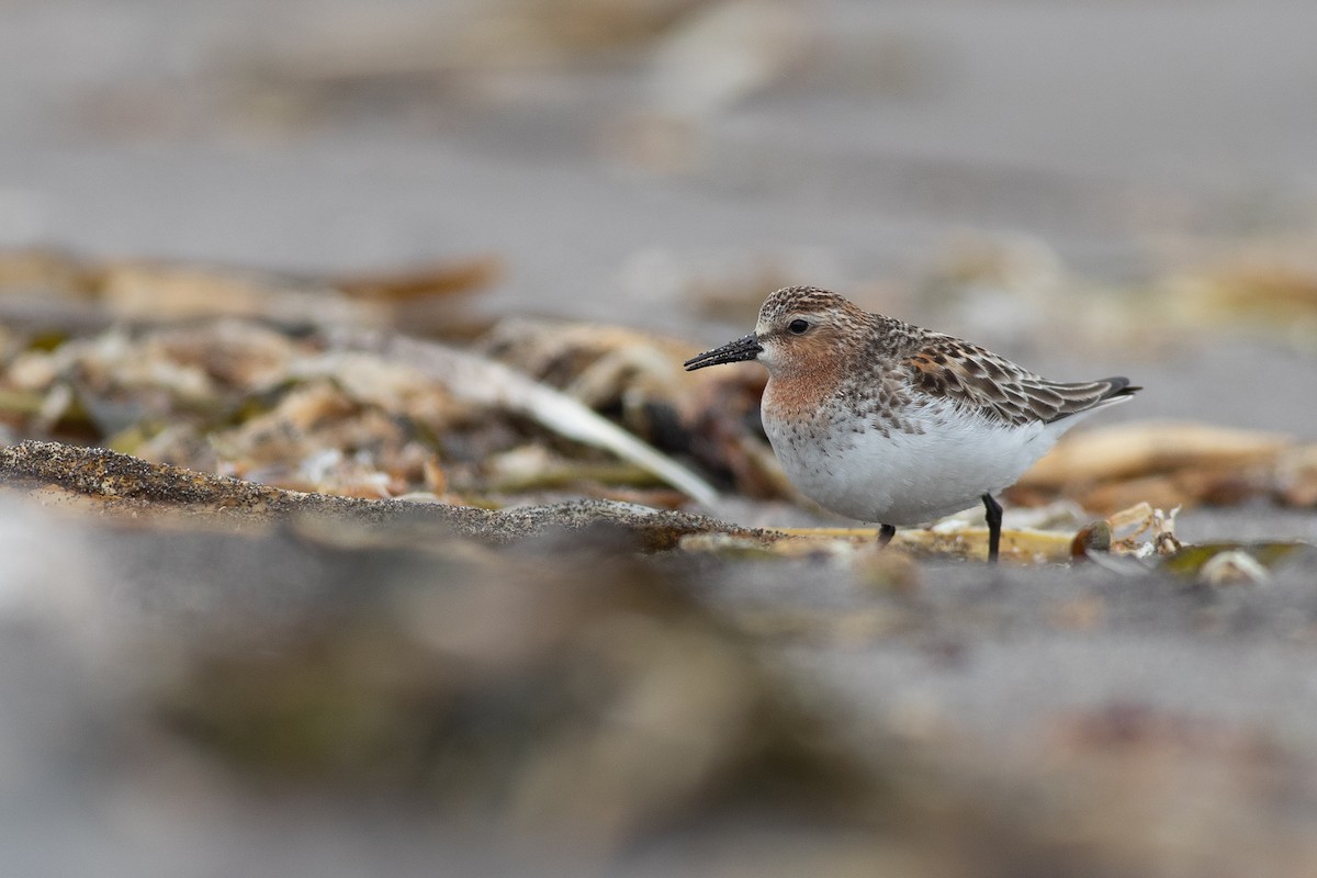 Red-necked Stint - Nathan Dubrow