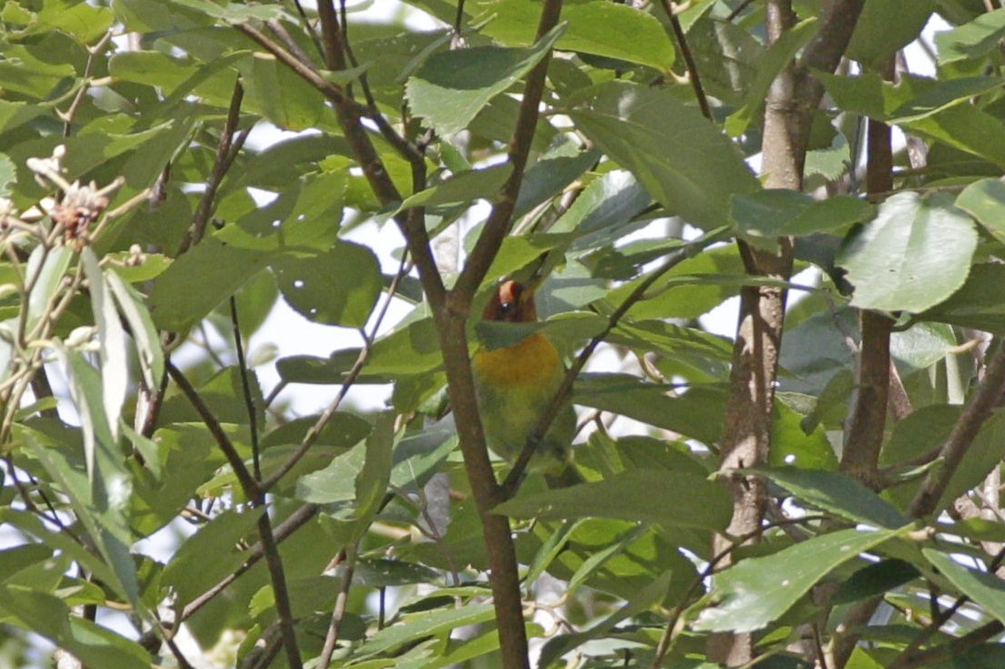 Rufous-headed Tanager - ML616955276