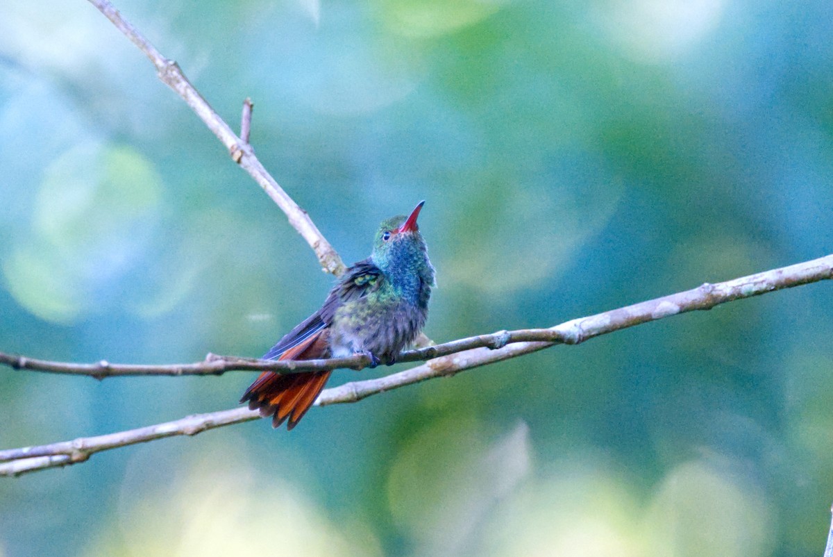Blue-throated Goldentail - ML616955337